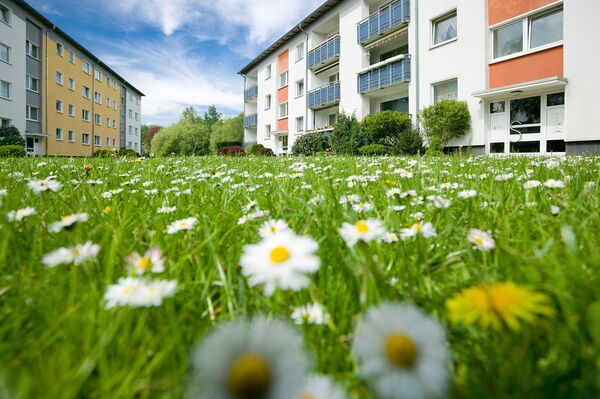 Blühende Wiese mit vielen Gänseblümchen vor mehreren Mehrfamilienhäusern mit Balkonen in einer gepflegten Wohnanlage.